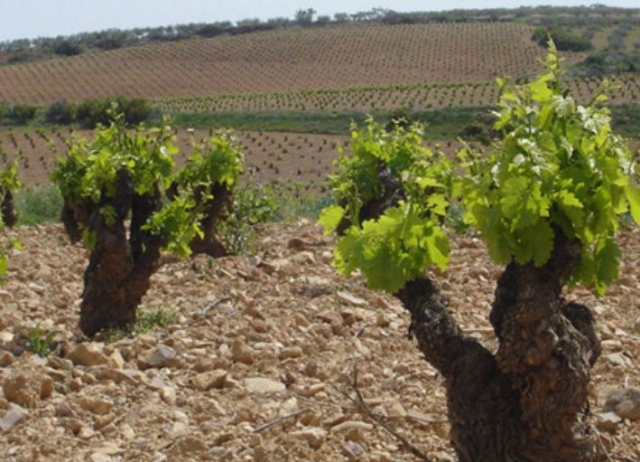 vinedos en la tierra